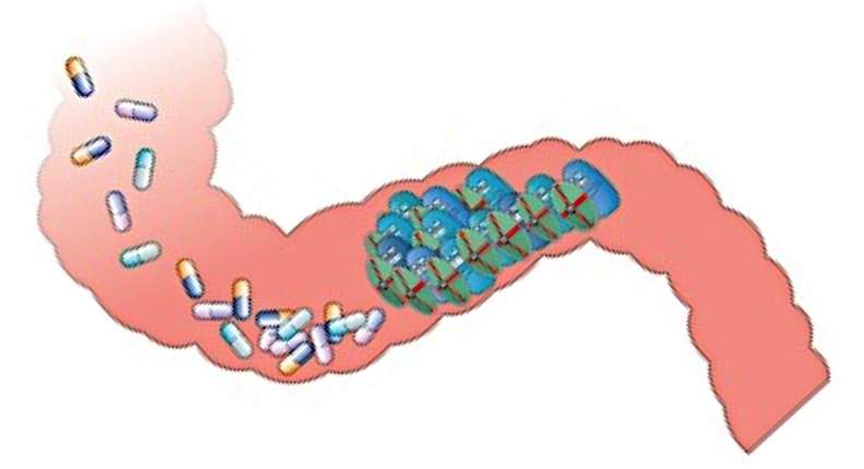 Τι είναι η εντερική χλωρίδα και πώς επηρεάζεται από τη λήψη αντιβιοτικών 14 εντερική χλωρίδα